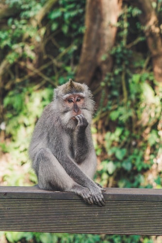 Silver monkey looking unsure