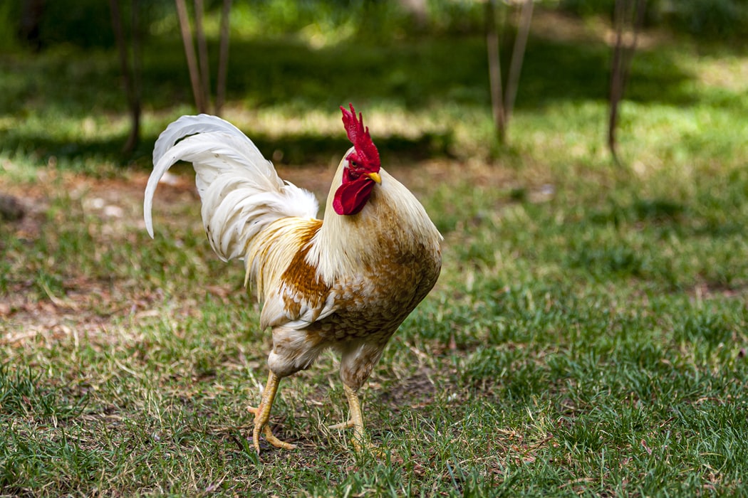 Rooster strutting across some grass
